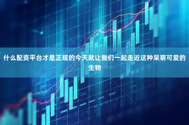 什么配资平台才是正规的今天就让我们一起走近这种呆萌可爱的生物